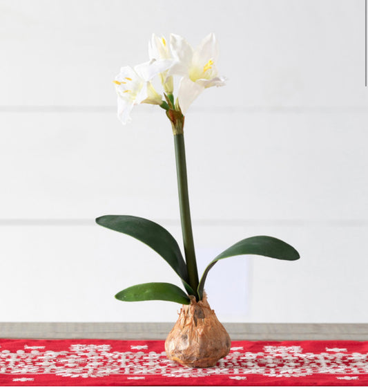 Star Amaryllis in Bulb Pot, White Or Red