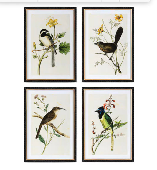 Summer Bird Framed Prints, 4 Assorted Styles