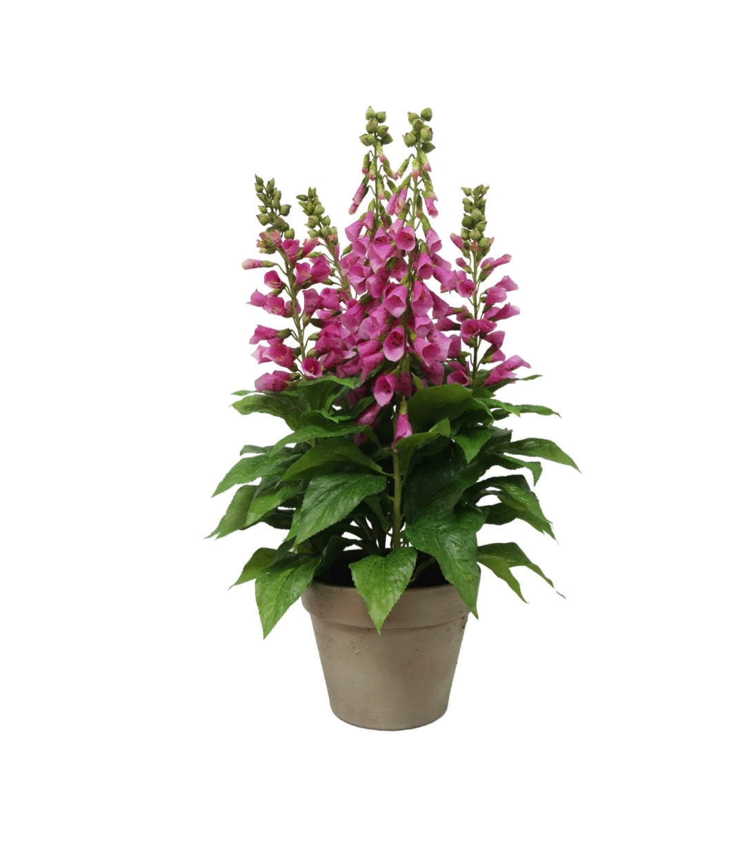 Fuchsia Foxglove in Pot