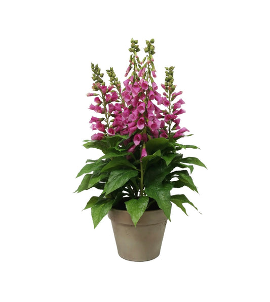 Fuchsia Foxglove in Pot