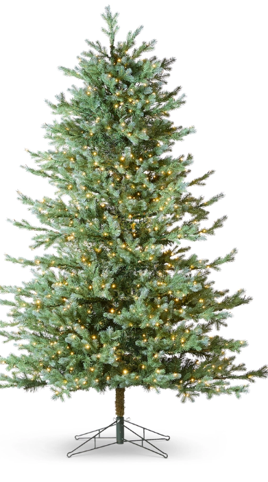 6' Blue Spruce Tree