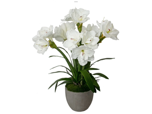 White Amaryllis In Gray Pot