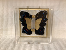 Load image into Gallery viewer, Butterfly In Shadowbox