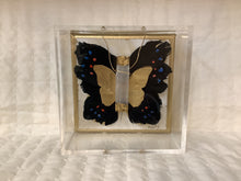 Load image into Gallery viewer, Butterfly In Shadowbox